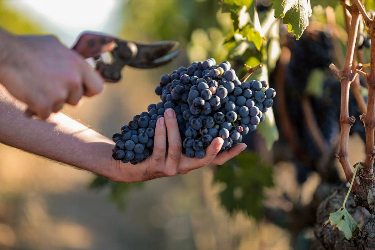Raccolta dell’uva durante la vendemmia